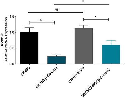 Corrigendum: The effect and underlying mechanism of yeast β-glucan on antiviral resistance of zebrafish against spring viremia of carp virus infection